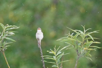 Black-browed Reed Warbler 石狩 茨戸川 Sun, 7/2/2023