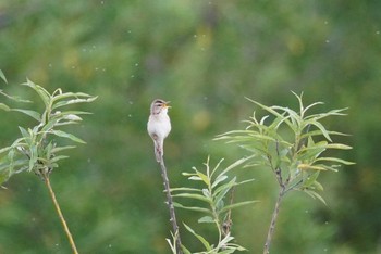 Black-browed Reed Warbler 石狩 茨戸川 Sun, 7/2/2023