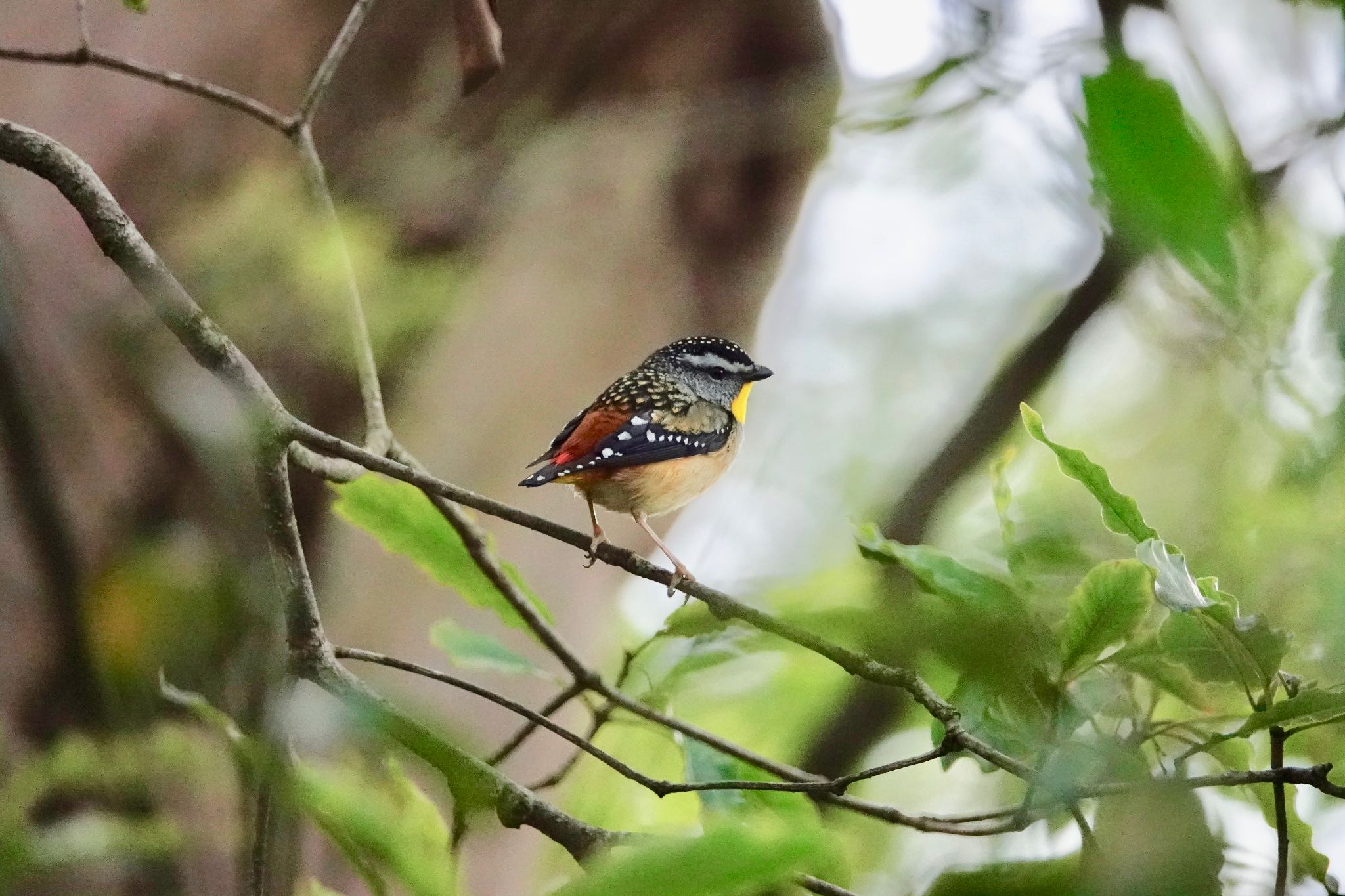 Spotted Pardalote