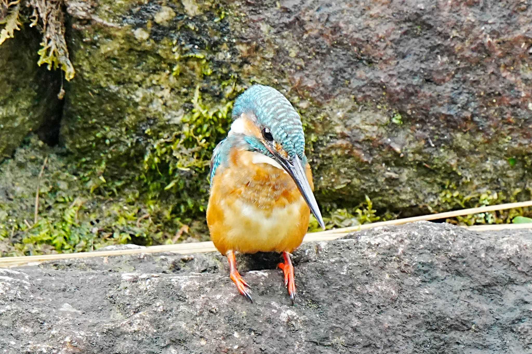 Photo of Common Kingfisher at 竹村新池公園(豊田市) by porco nero