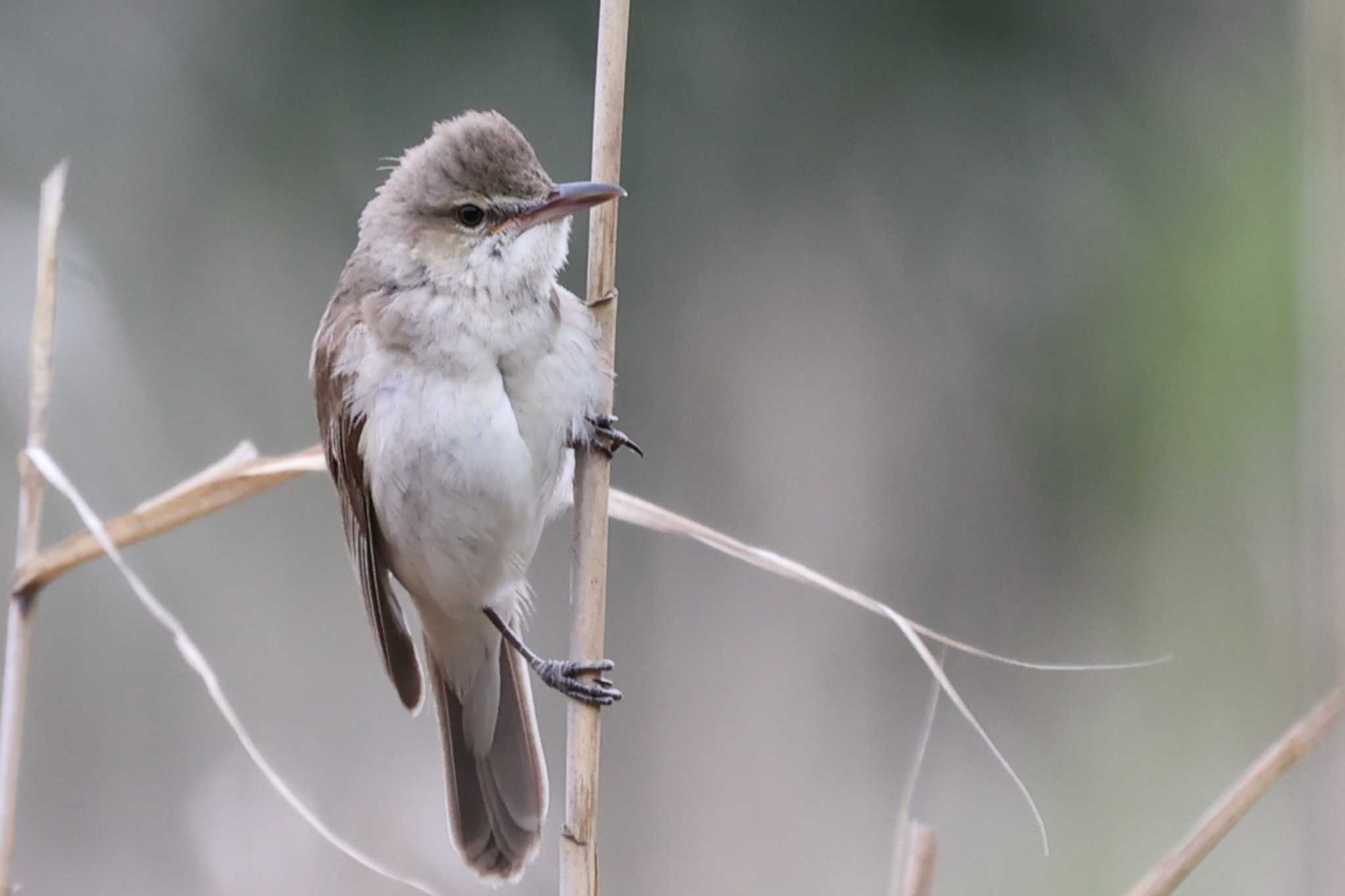 Oriental Reed Warbler