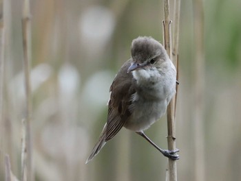 Oriental Reed Warbler 女神湖 Mon, 6/12/2023