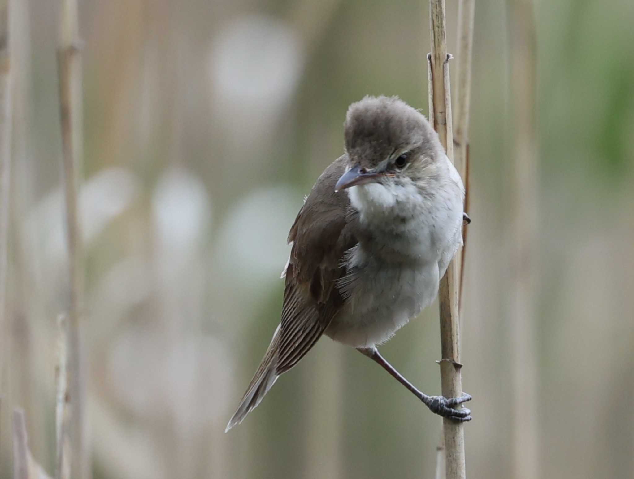 Oriental Reed Warbler