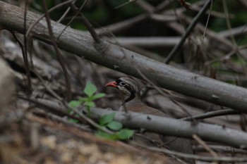 Chinese Francolin 厦門市 东坪山公园 Sat, 8/12/2023