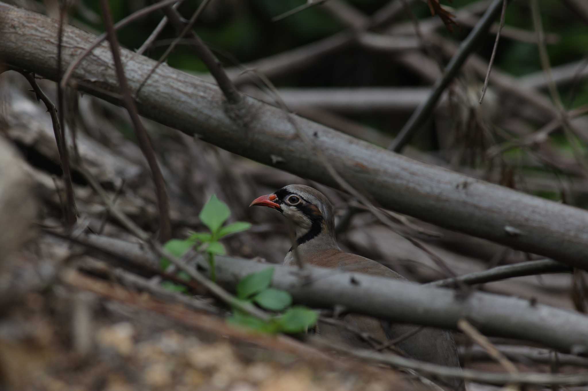 Photo of Chinese Francolin at 厦門市 东坪山公园 by Hatamoto Akihiro