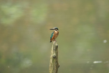 Wed, 8/16/2023 Birding report at 愛鷹広域公園