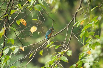 Common Kingfisher 愛鷹広域公園 Wed, 8/16/2023