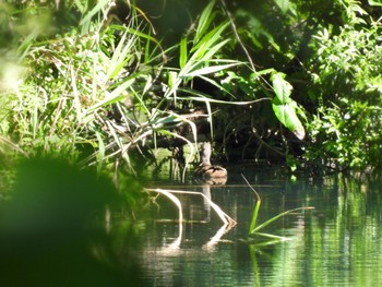 2023年8月13日(日) 五色沼の野鳥観察記録