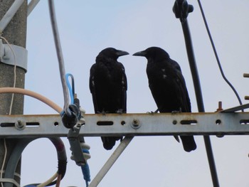 2023年8月16日(水) 平和の森公園、妙正寺川の野鳥観察記録