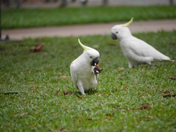 Sulphur-crested Cockatoo ケアンズ Mon, 8/7/2023