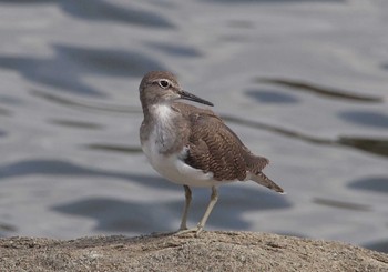 イソシギ 東京港野鳥公園 2023年8月13日(日)