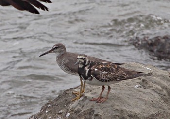 キョウジョシギ 東京港野鳥公園 2023年8月13日(日)