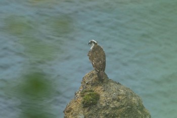 Osprey 青森県小泊 Wed, 8/16/2023