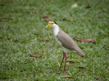 Masked Lapwing ケアンズ Mon, 8/7/2023