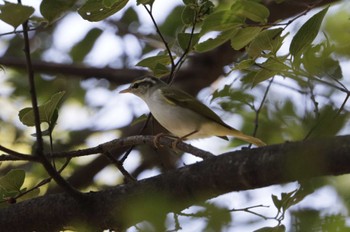 Eastern Crowned Warbler 和歌山市 Wed, 8/16/2023