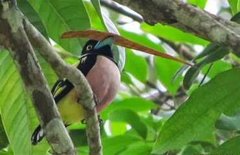 Black-and-yellow Broadbill マレーシア Thu, 2/14/2013