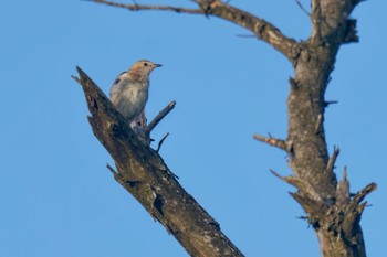 Chestnut-cheeked Starling JGSDF Kita-Fuji Exercise Area Sat, 8/12/2023