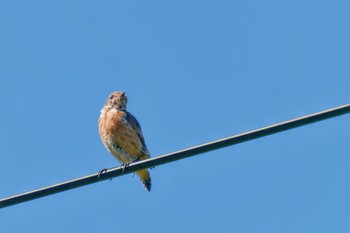 Amur Stonechat JGSDF Kita-Fuji Exercise Area Sat, 8/12/2023