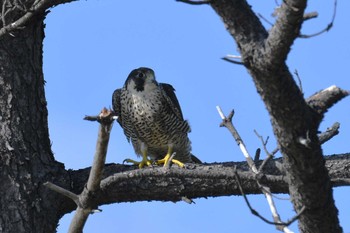 Peregrine Falcon 珠洲市 Wed, 8/16/2023