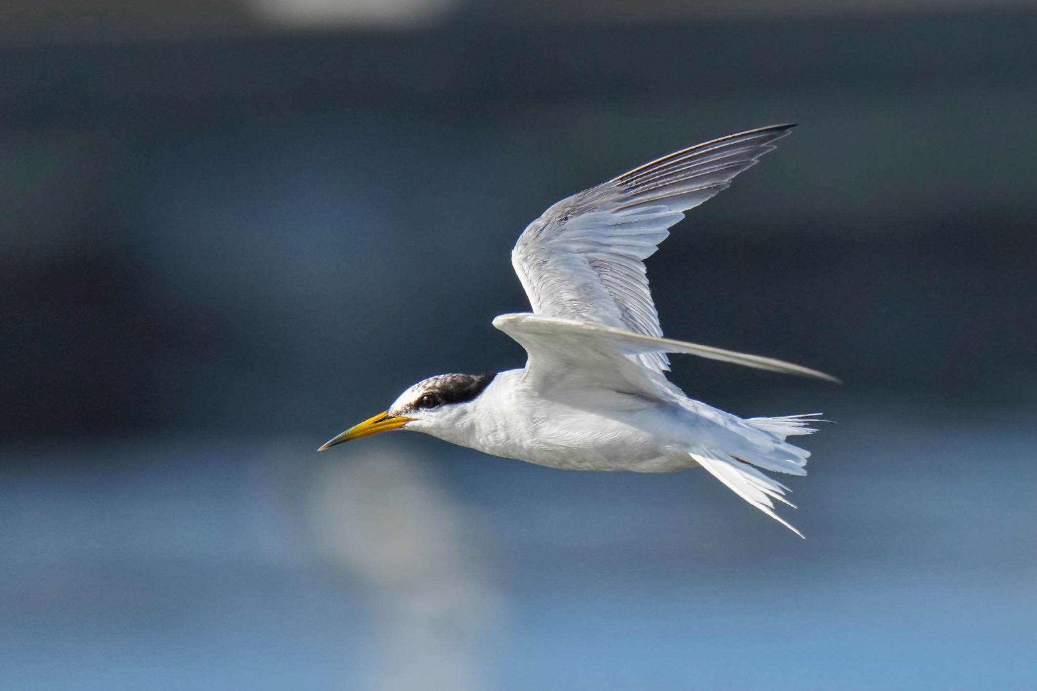 Little Tern