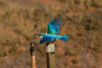 ナンヨウショウビン Sungei Buloh Wetland Reserve 2018年7月16日(月)