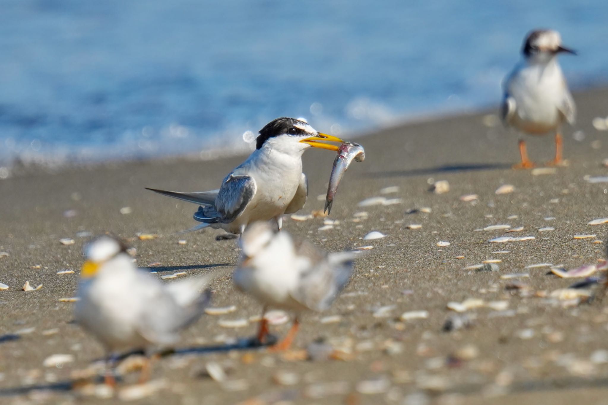 Little Tern