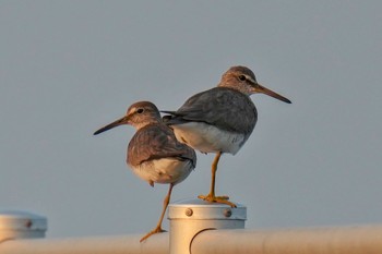 2023年8月6日(日) ふなばし三番瀬海浜公園の野鳥観察記録