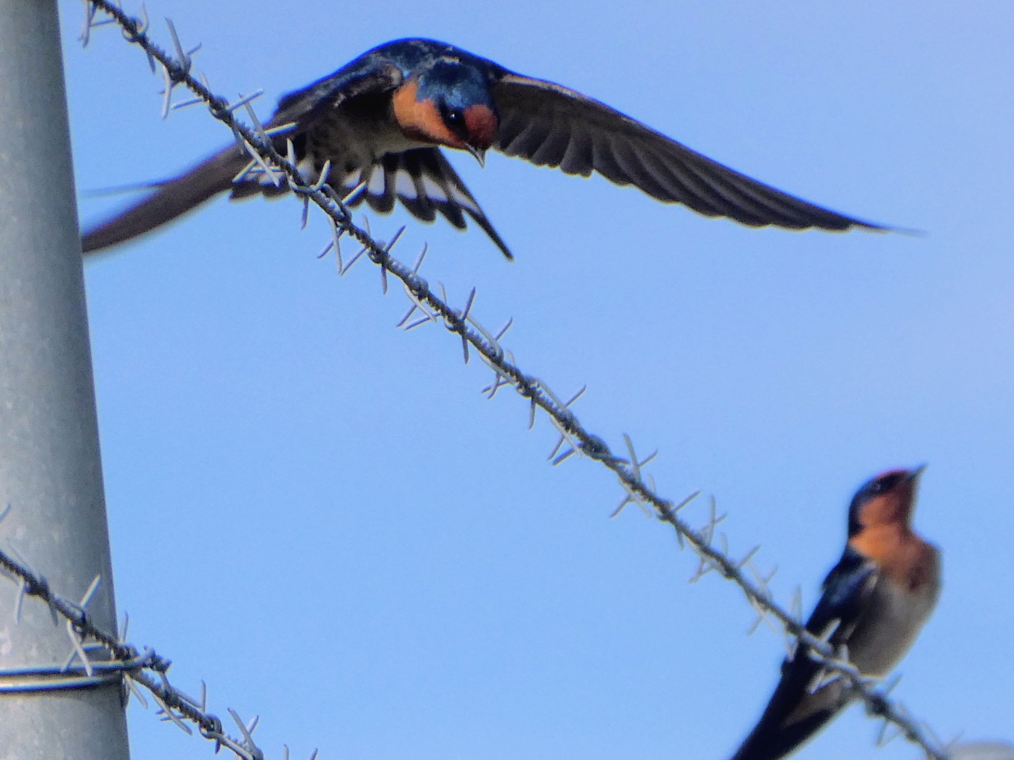 Lithgow, NSW, Australia オーストラリアツバメの写真 by Maki