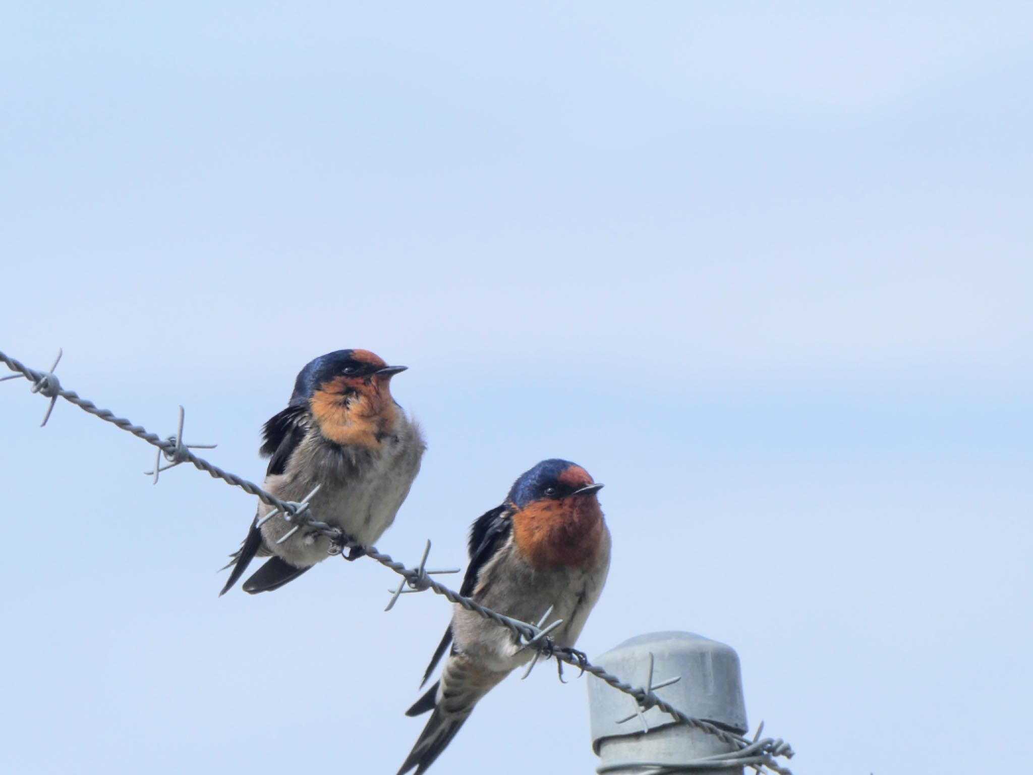 Photo of Welcome Swallow at Lithgow, NSW, Australia by Maki