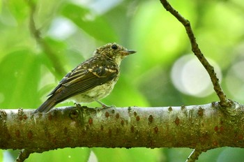 Narcissus Flycatcher 油山市民の森 Fri, 8/11/2023