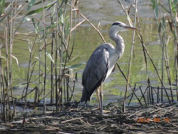 アオサギ 葛西臨海公園 2023年8月16日(水)