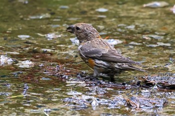 Red Crossbill 山梨県 Sun, 8/13/2023