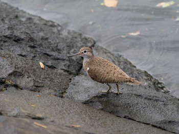 Thu, 8/17/2023 Birding report at 浦上川遊歩道(長崎市)