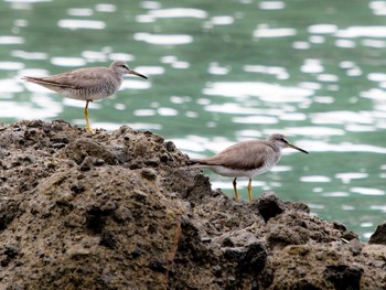 2023年8月17日(木) かきどまり白浜海岸(長崎市)の野鳥観察記録