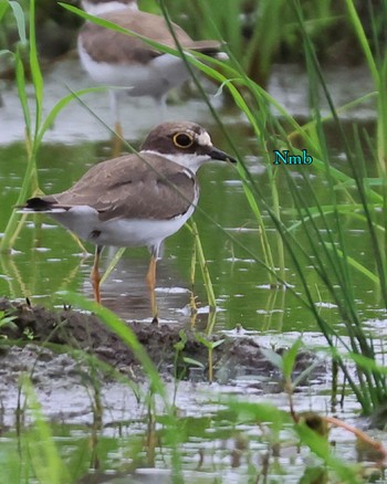 Little Ringed Plover Unknown Spots Unknown Date