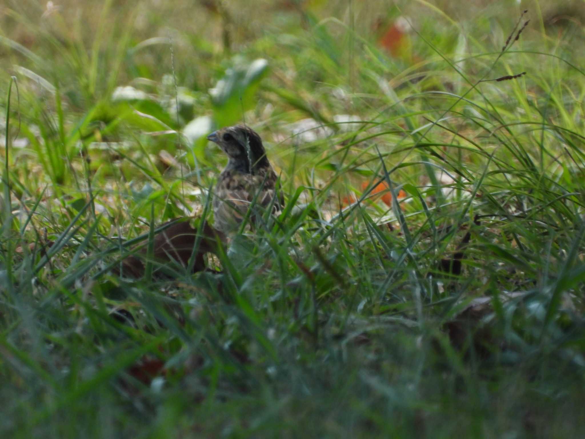 Meadow Bunting