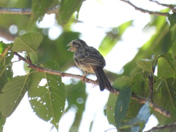 2023年8月12日(土) 淡路島公園の野鳥観察記録