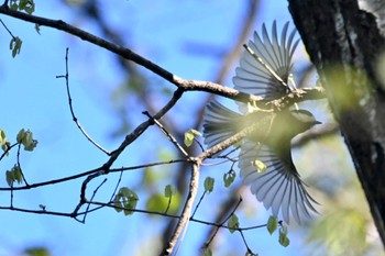 ゴジュウカラ 北杜市 2023年5月2日(火)