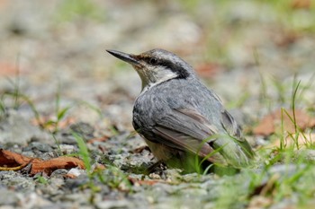 ゴジュウカラ 柳沢峠 2023年8月5日(土)