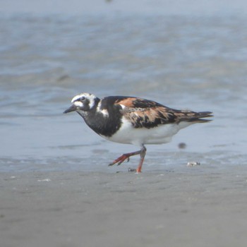 キョウジョシギ ふなばし三番瀬海浜公園 2023年8月16日(水)