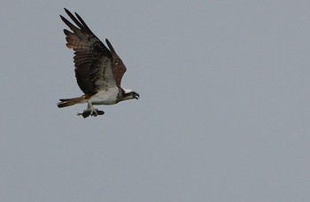 Thu, 8/17/2023 Birding report at 堺浜