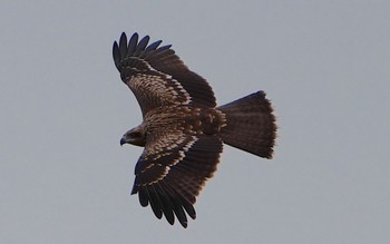 Black Kite 堺浜 Thu, 8/17/2023