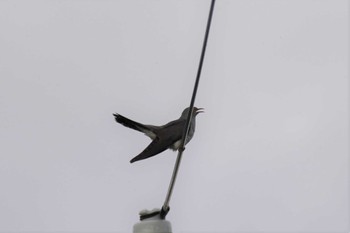 Common Cuckoo 茨戸川緑地 Sun, 7/2/2023