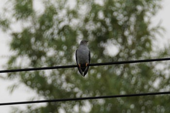 Common Cuckoo 茨戸川緑地 Sun, 7/2/2023