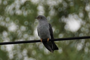 Common Cuckoo 茨戸川緑地 Sun, 7/2/2023