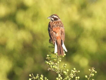 2023年8月17日(木) 見沼たんぼの野鳥観察記録