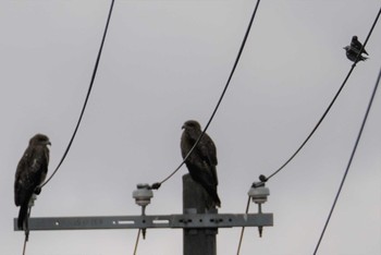 Black Kite 茨戸川緑地 Sun, 7/2/2023