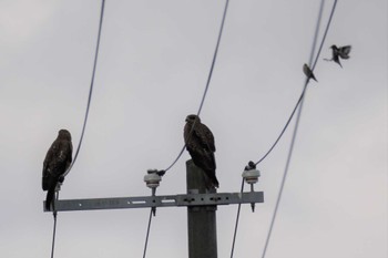 Black Kite 茨戸川緑地 Sun, 7/2/2023