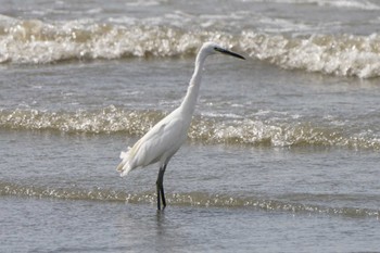 チュウサギ 場所が不明 2023年8月16日(水)