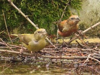 Thu, 8/17/2023 Birding report at 創造の森(山梨県)